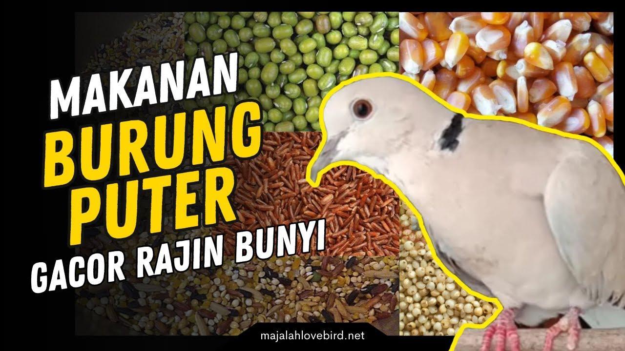 Daftar Gacor BRI: Tips Agar Burung Anda Cepat Berbunyi